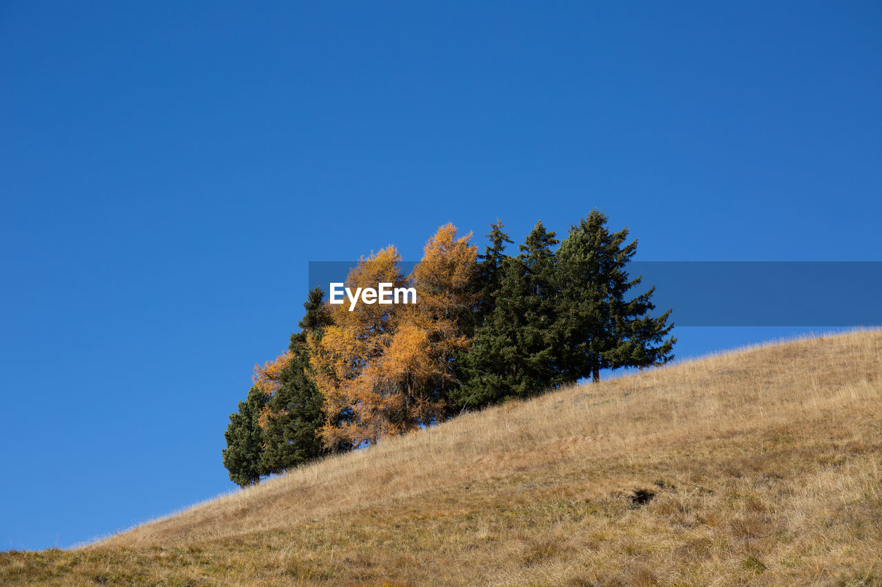 Tree on field against clear blue sky