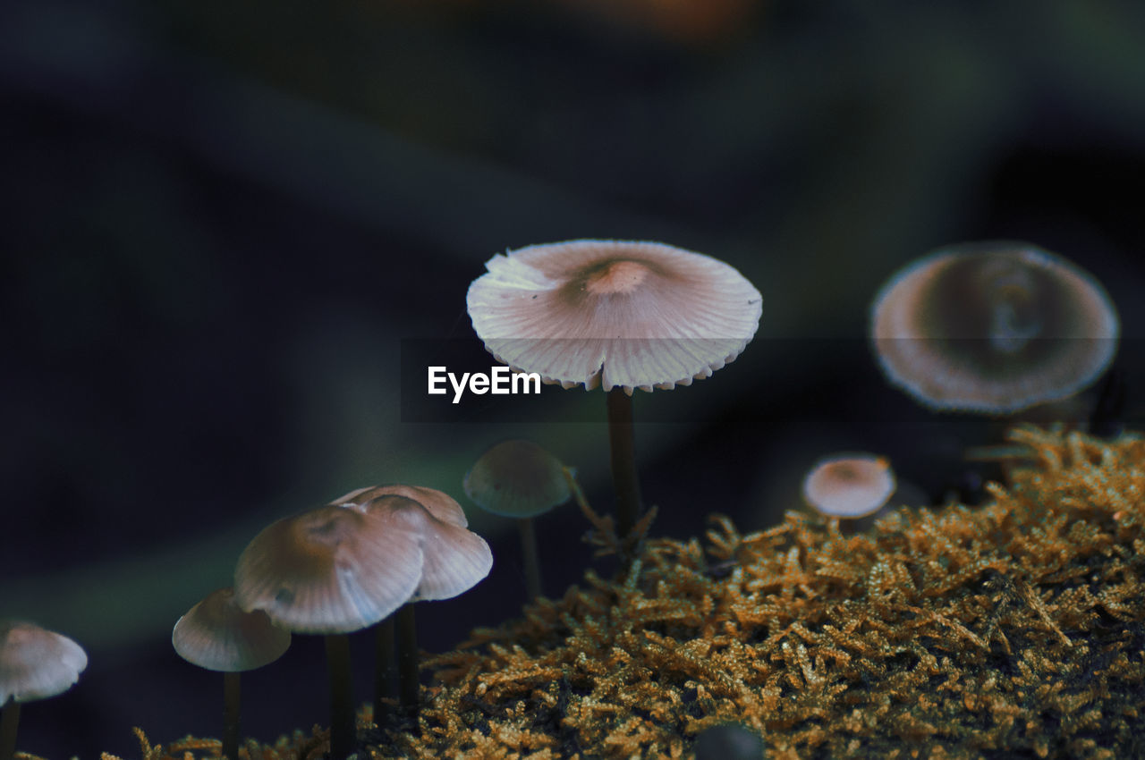 Close-up of mushrooms growing on land