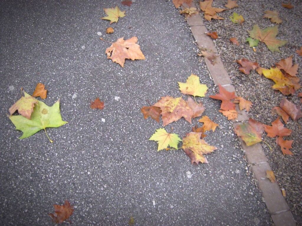 MAPLE LEAVES ON GROUND