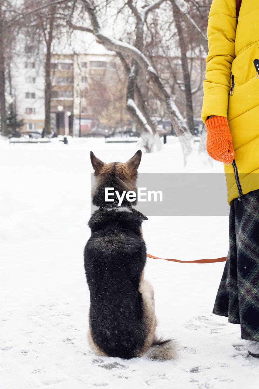 Back view of sitting brown dog on a snow near to its owner.