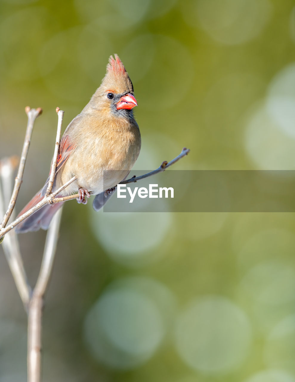 BIRD PERCHING ON BRANCH