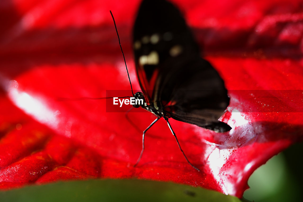 CLOSE-UP OF INSECT ON WHITE SURFACE