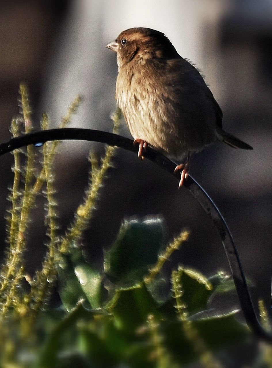 Bird perching on plants