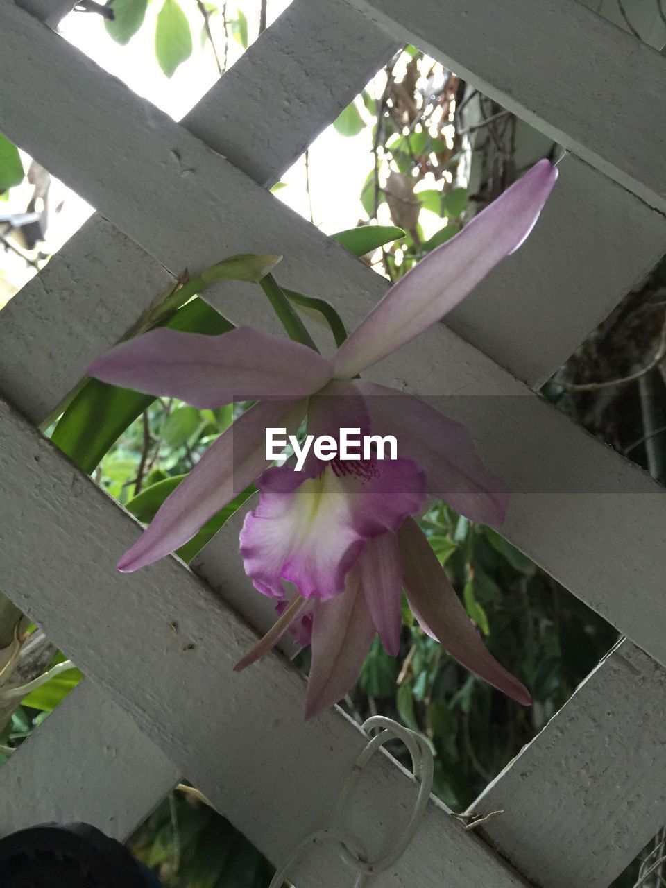 LOW ANGLE VIEW OF PINK FLOWERS ON TREE