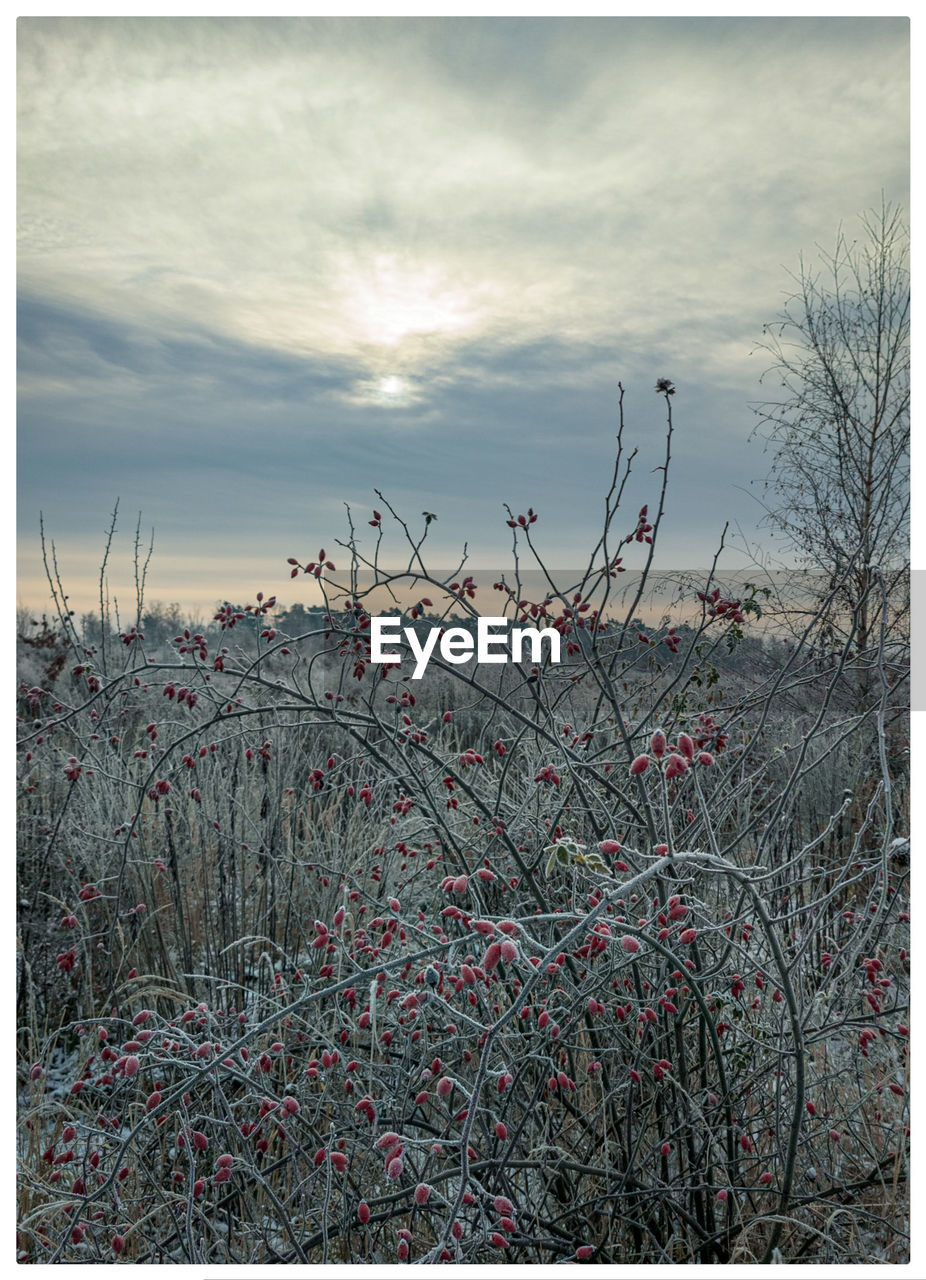 Cold Days Tree Bare Tree Winter Cold Temperature Sunset Snow Sky Plant Landscape WoodLand Tree Trunk Forest