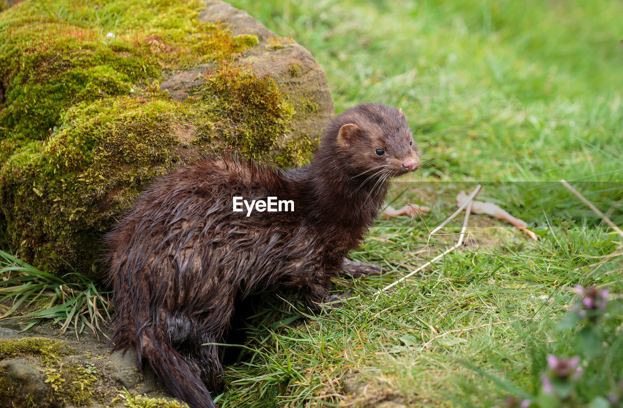 An american mink