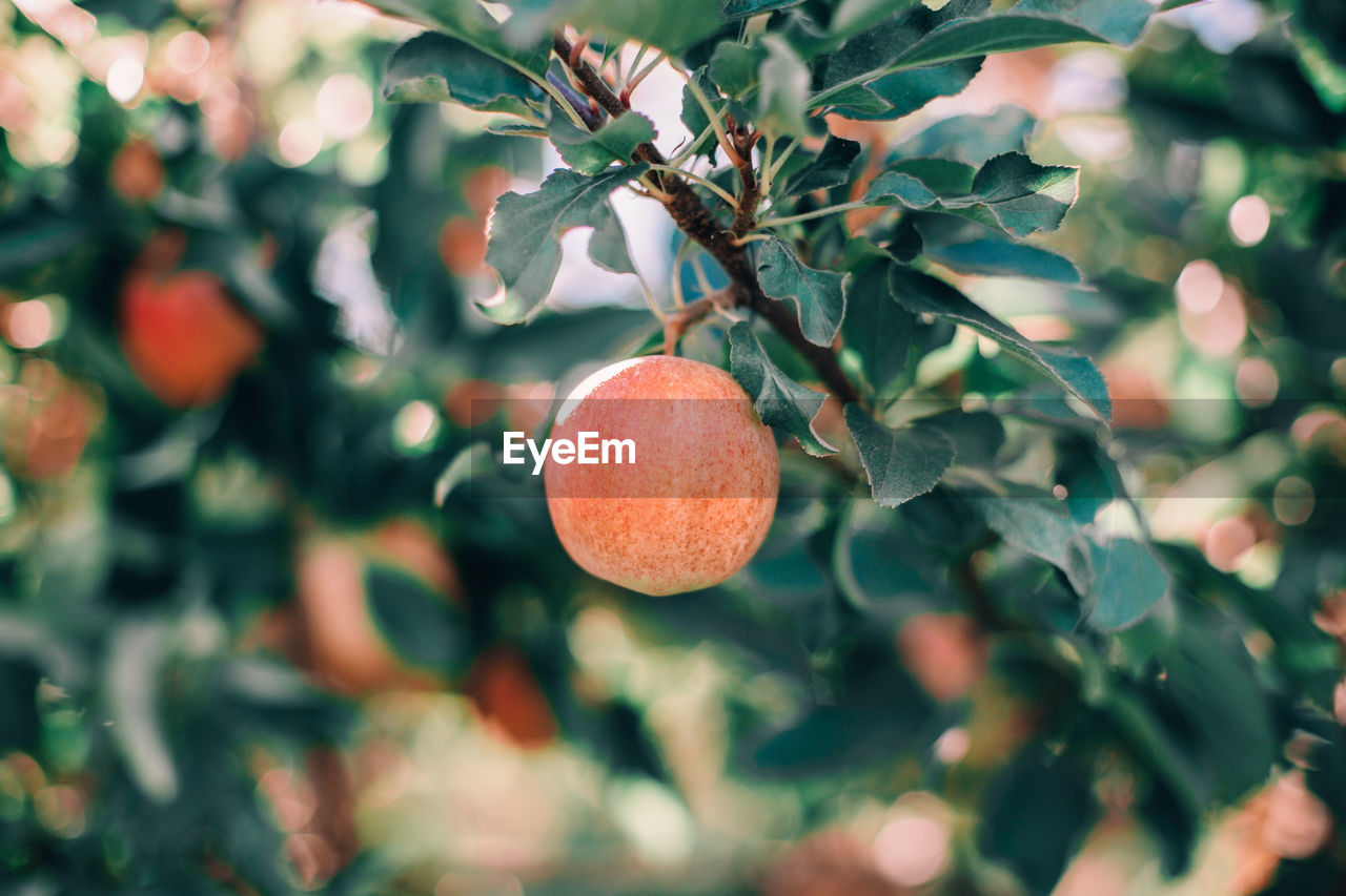 Close-up of fruit growing on tree