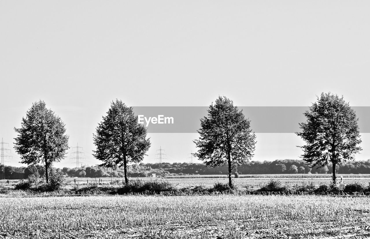 TREES GROWING ON FIELD AGAINST SKY