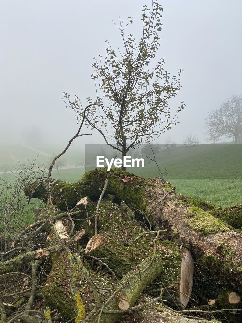 TREE IN FIELD AGAINST SKY