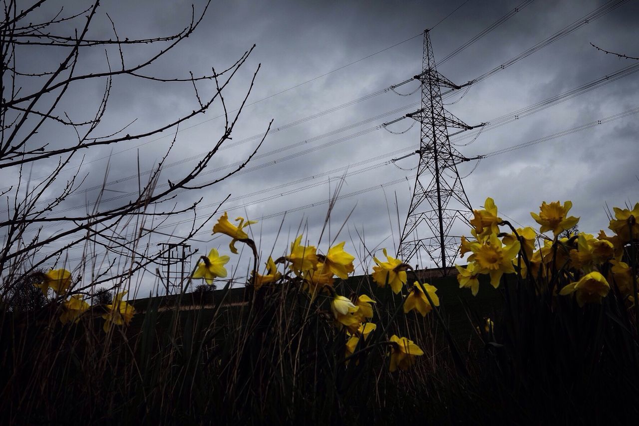 VIEW OF YELLOW FLOWERS IN THE DARK