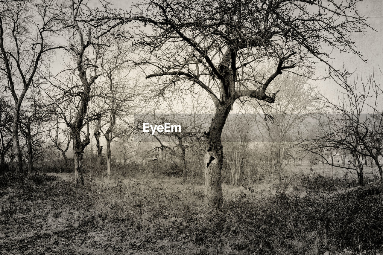 Bare trees on field