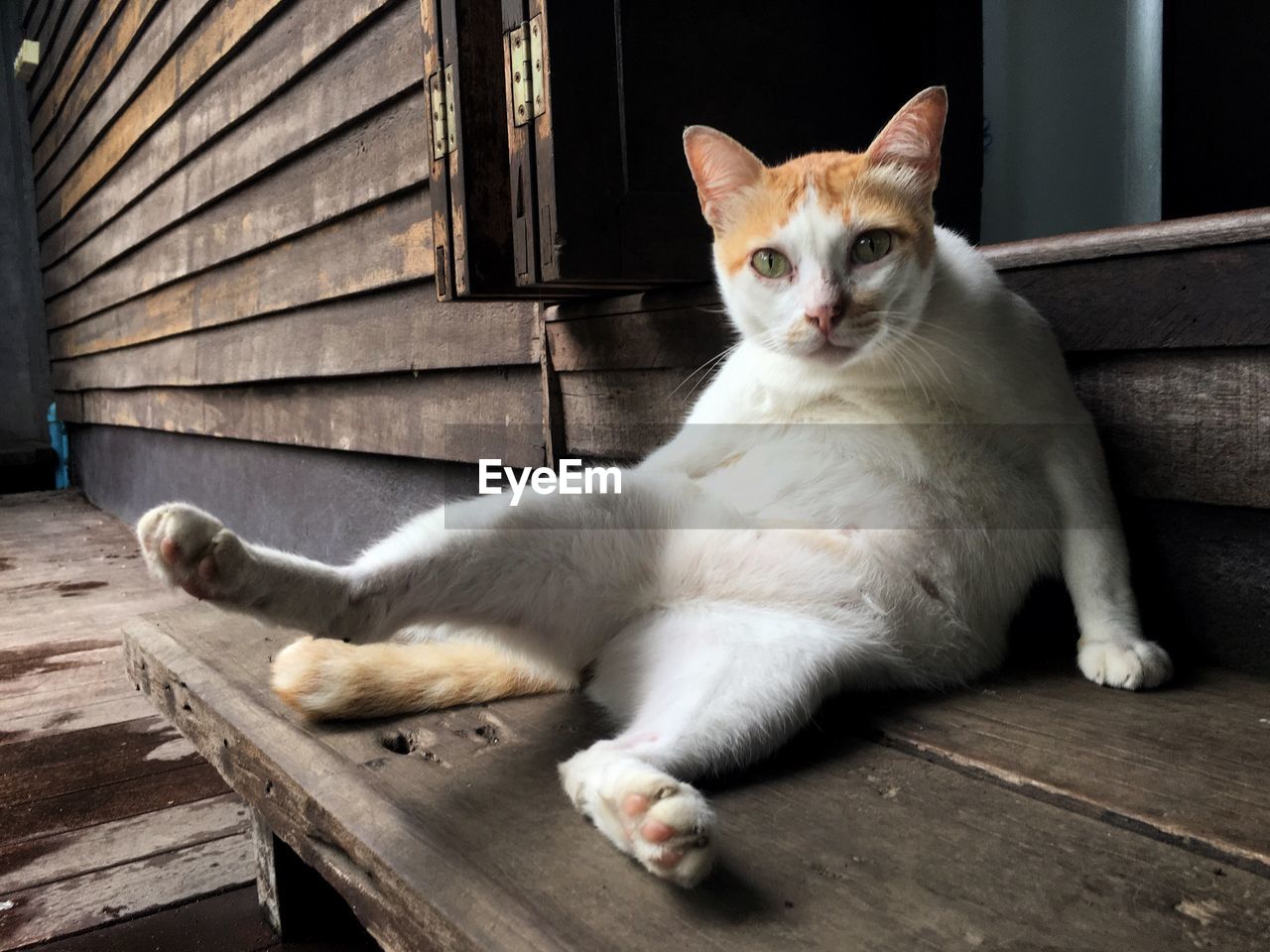 Close-up of cat sitting on wood