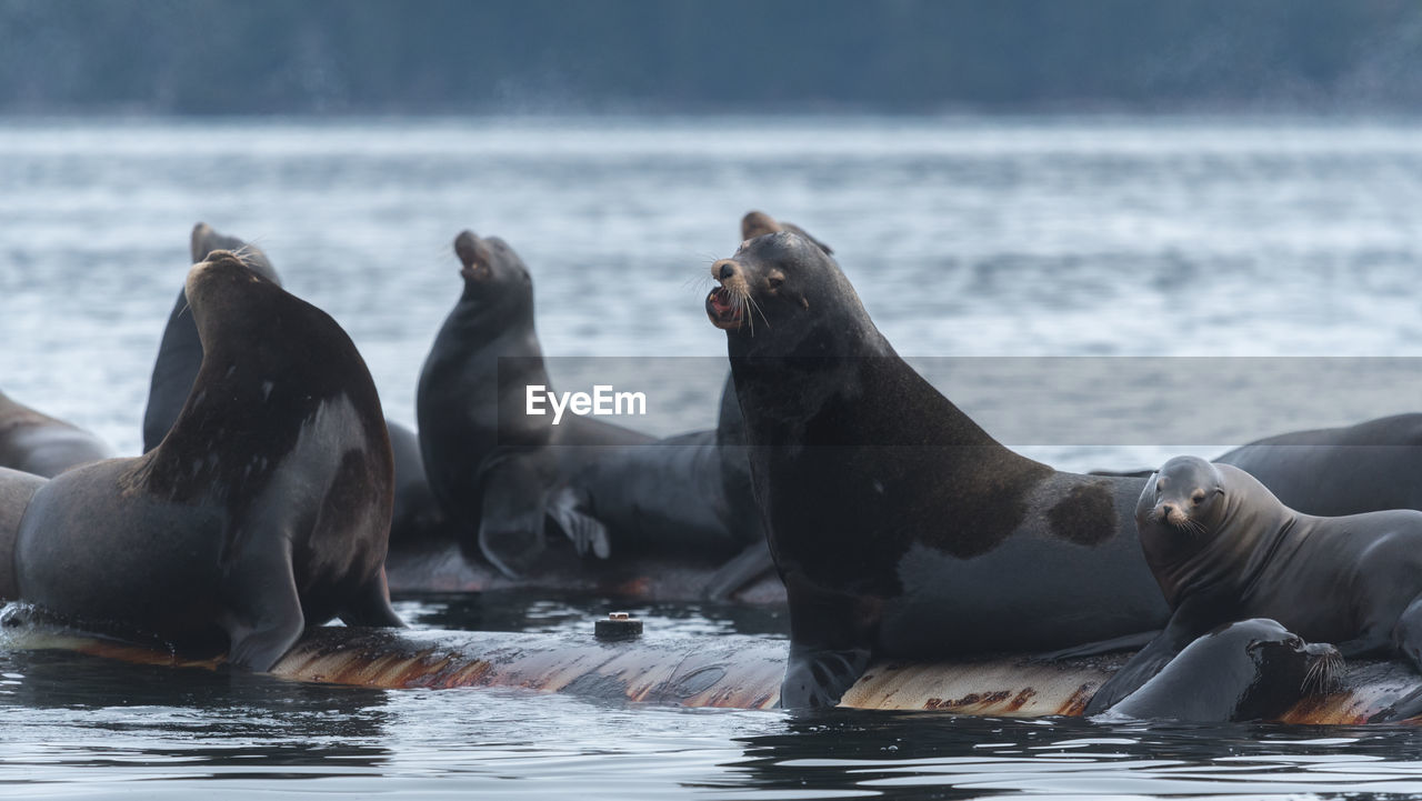 Close-up of sea lions swimming in sea