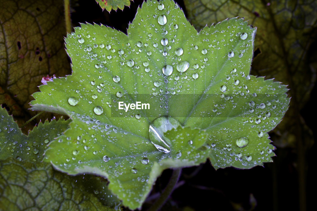 High angle view of raindrops on green leaves