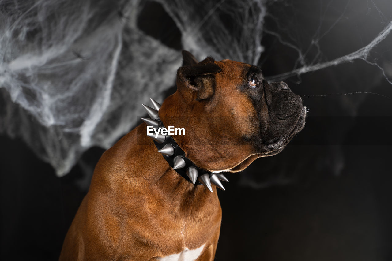 A dog in a collar with spikes, an image for halloween