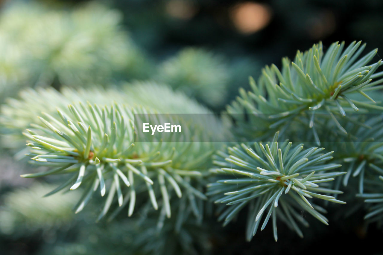 Close-up of pine tree