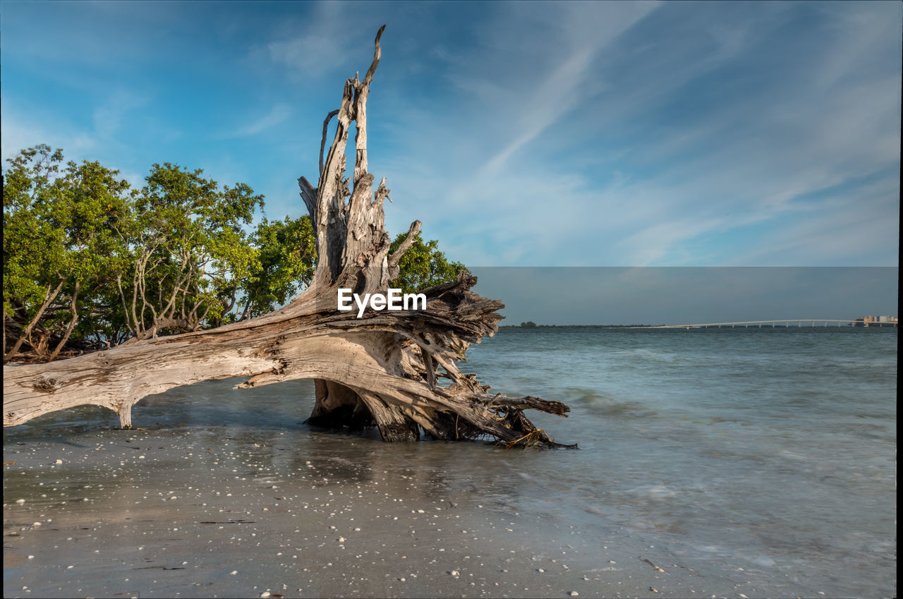 Driftwood on beach against sky