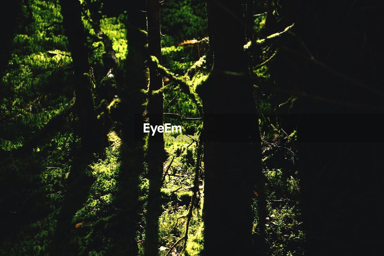 TREE IN FOREST