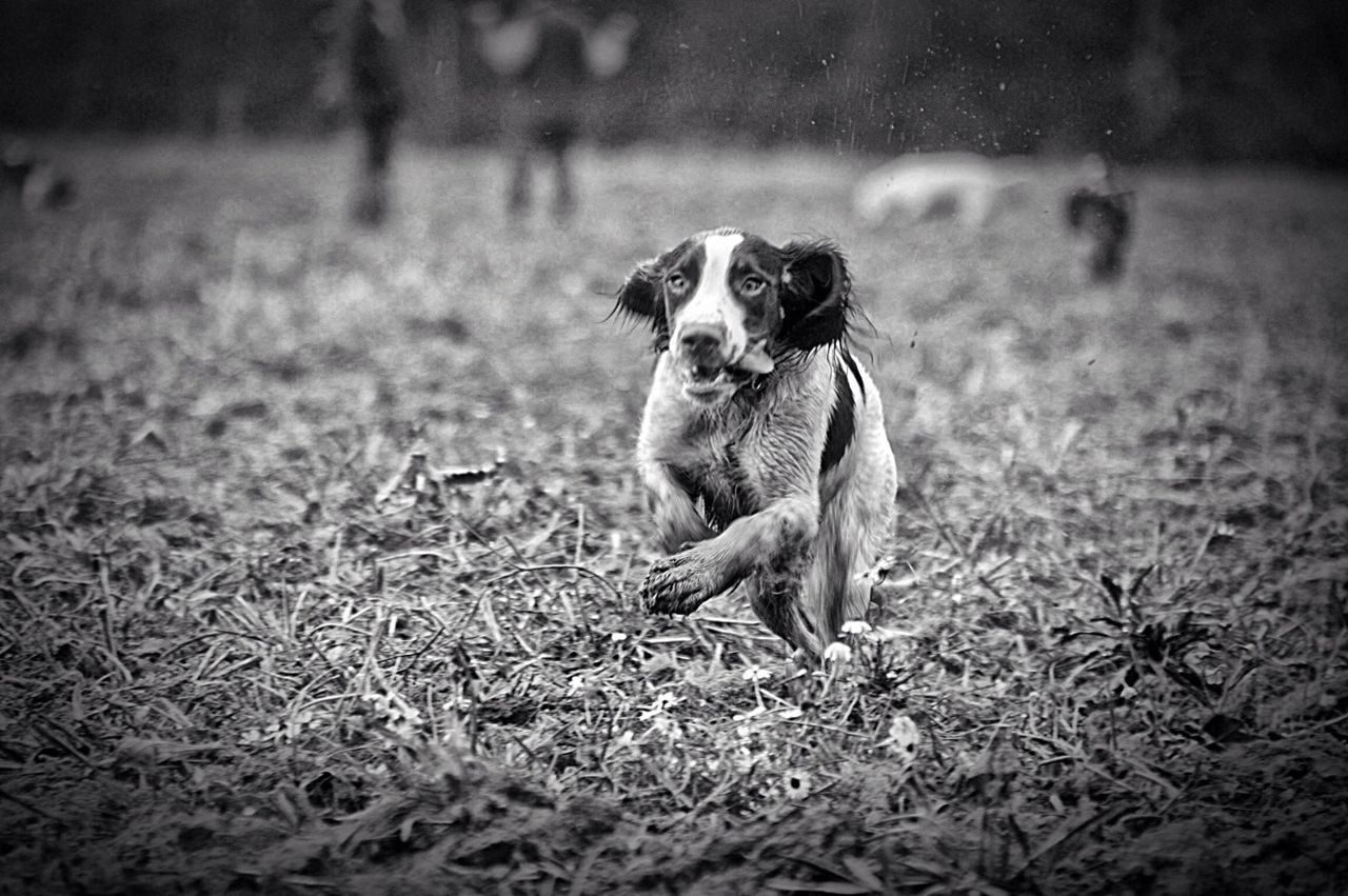 Dog running in grass