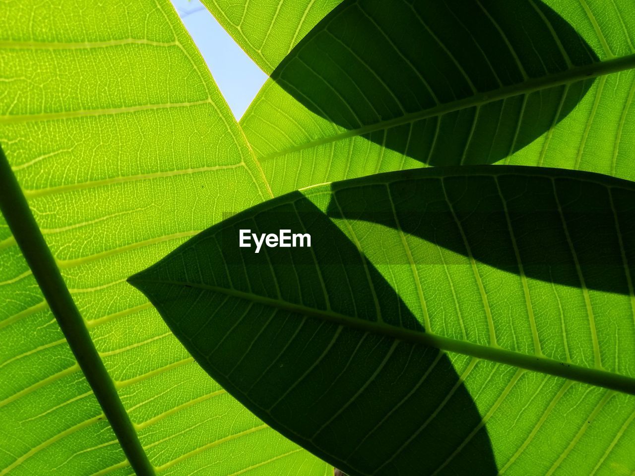 Low angle view of green leaves