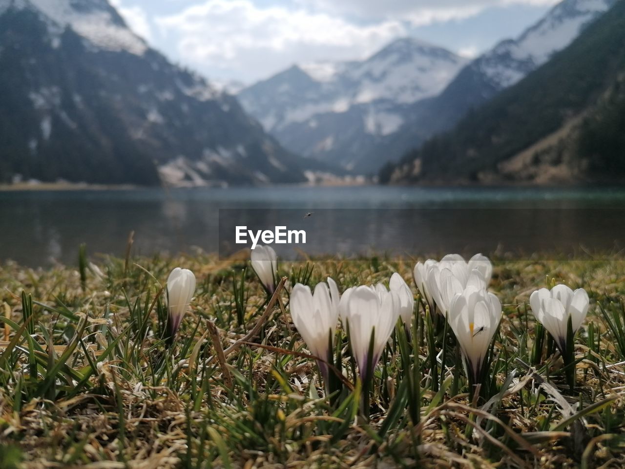 White flowering plants by lake against mountains