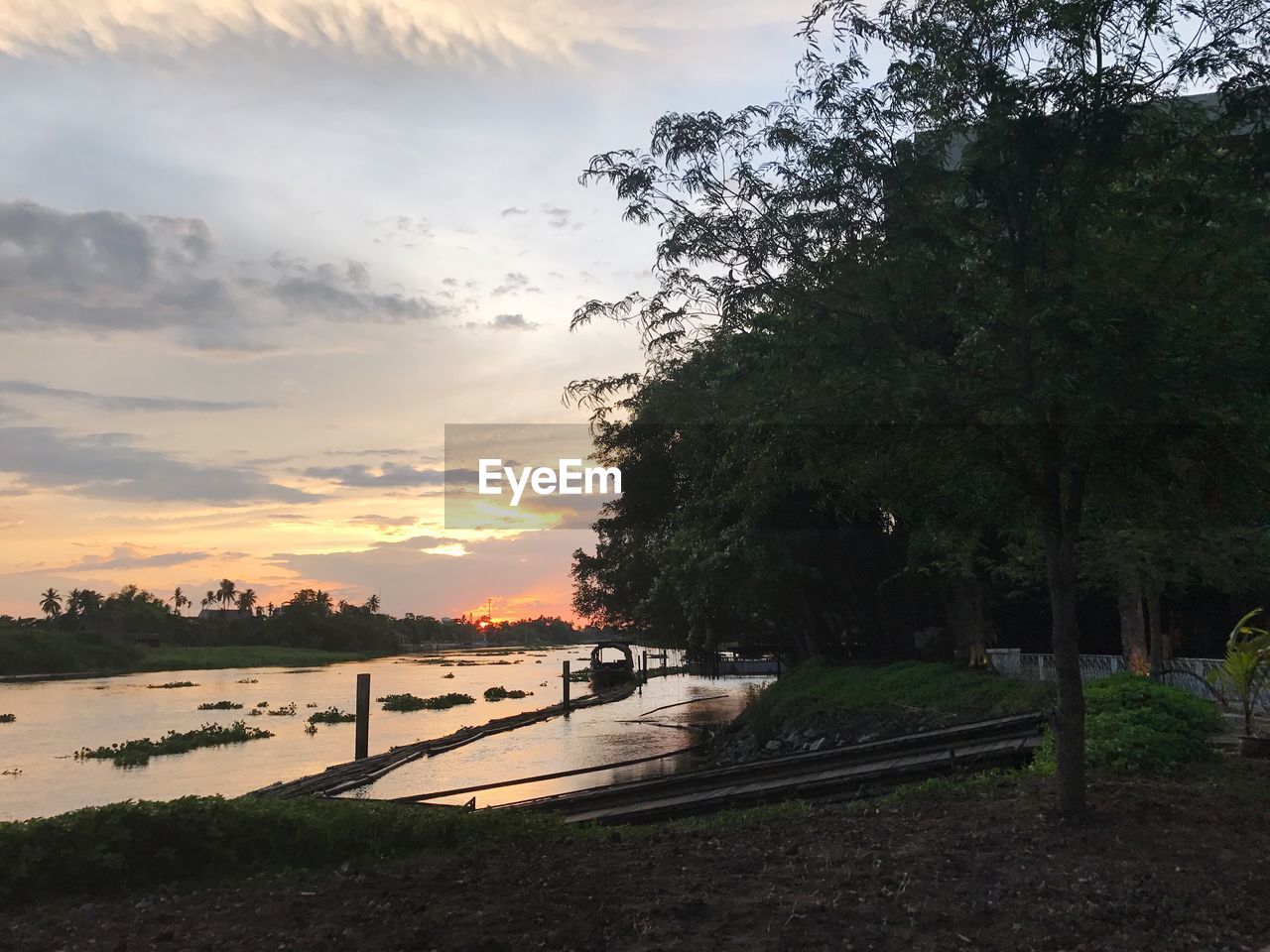 SCENIC VIEW OF TREE AGAINST SKY