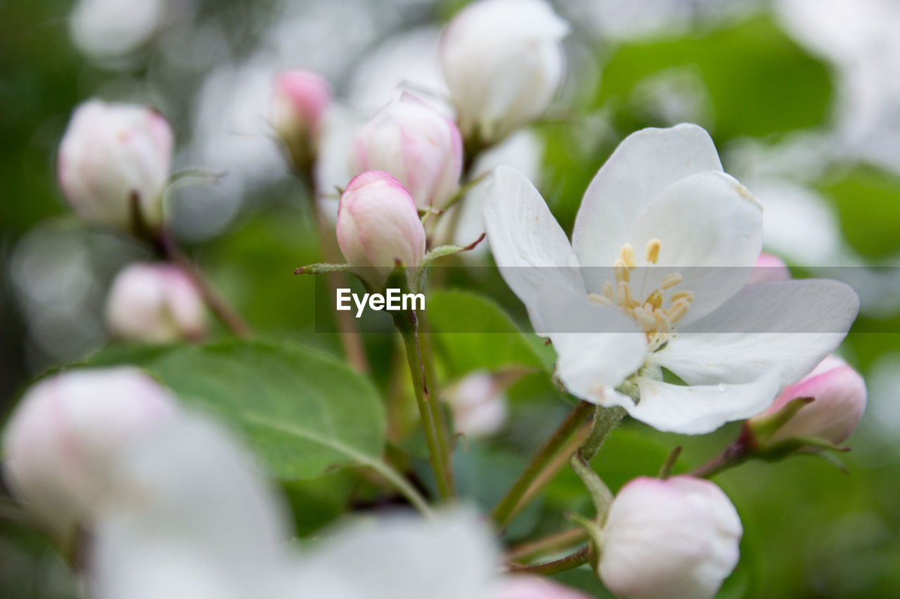 Close-up of apple blossom 