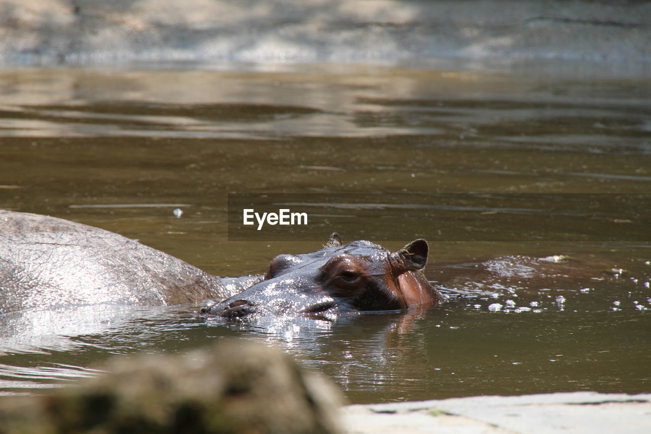 Hippopotamuses in pond at zoo