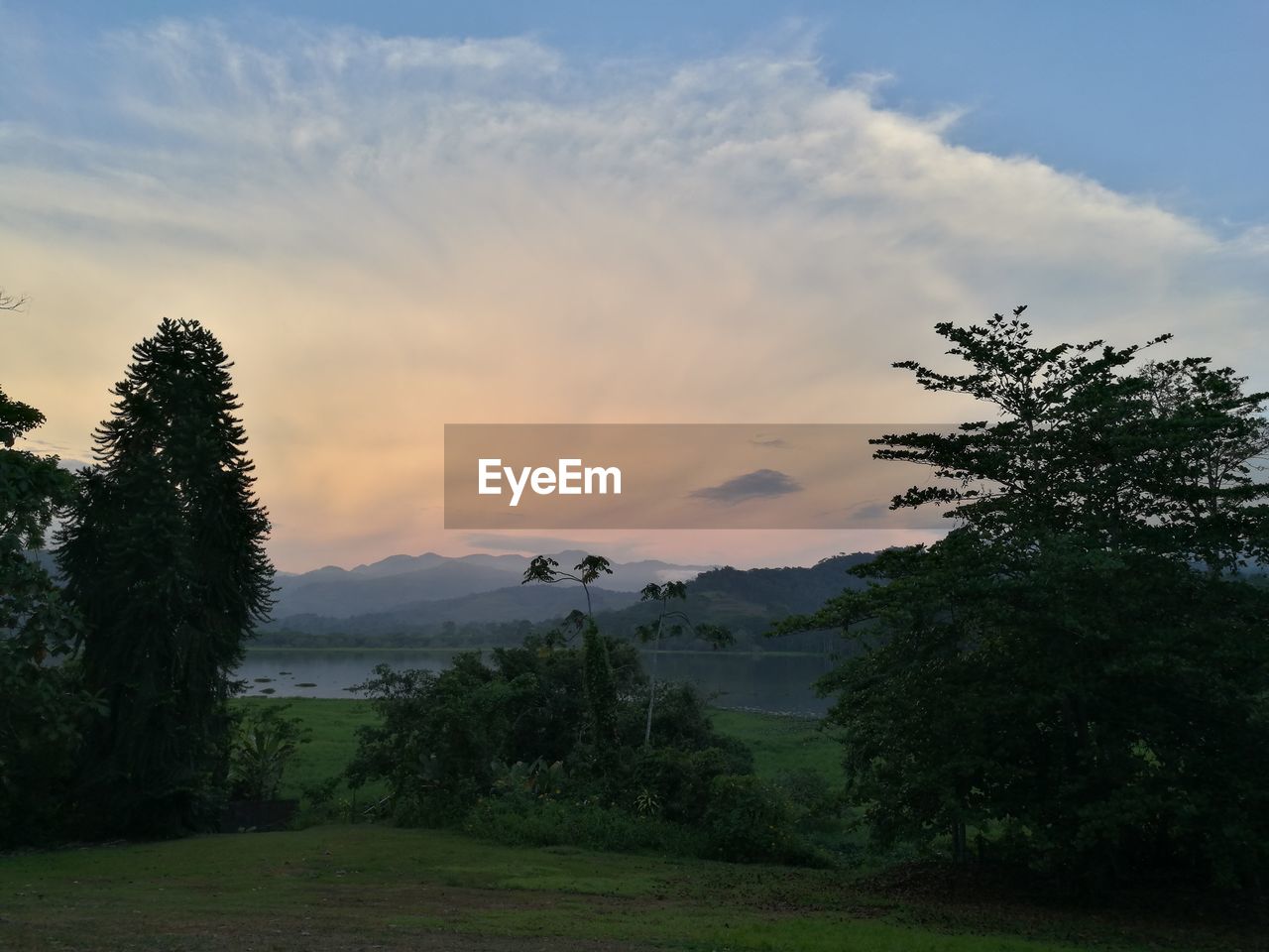 Trees on field against sky at sunset