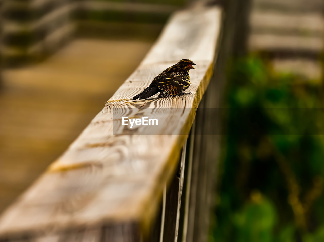 CLOSE-UP OF BIRD PERCHING ON METAL