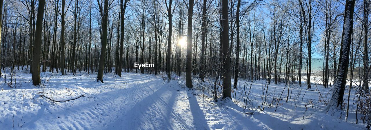 Trees on snow covered field during winter