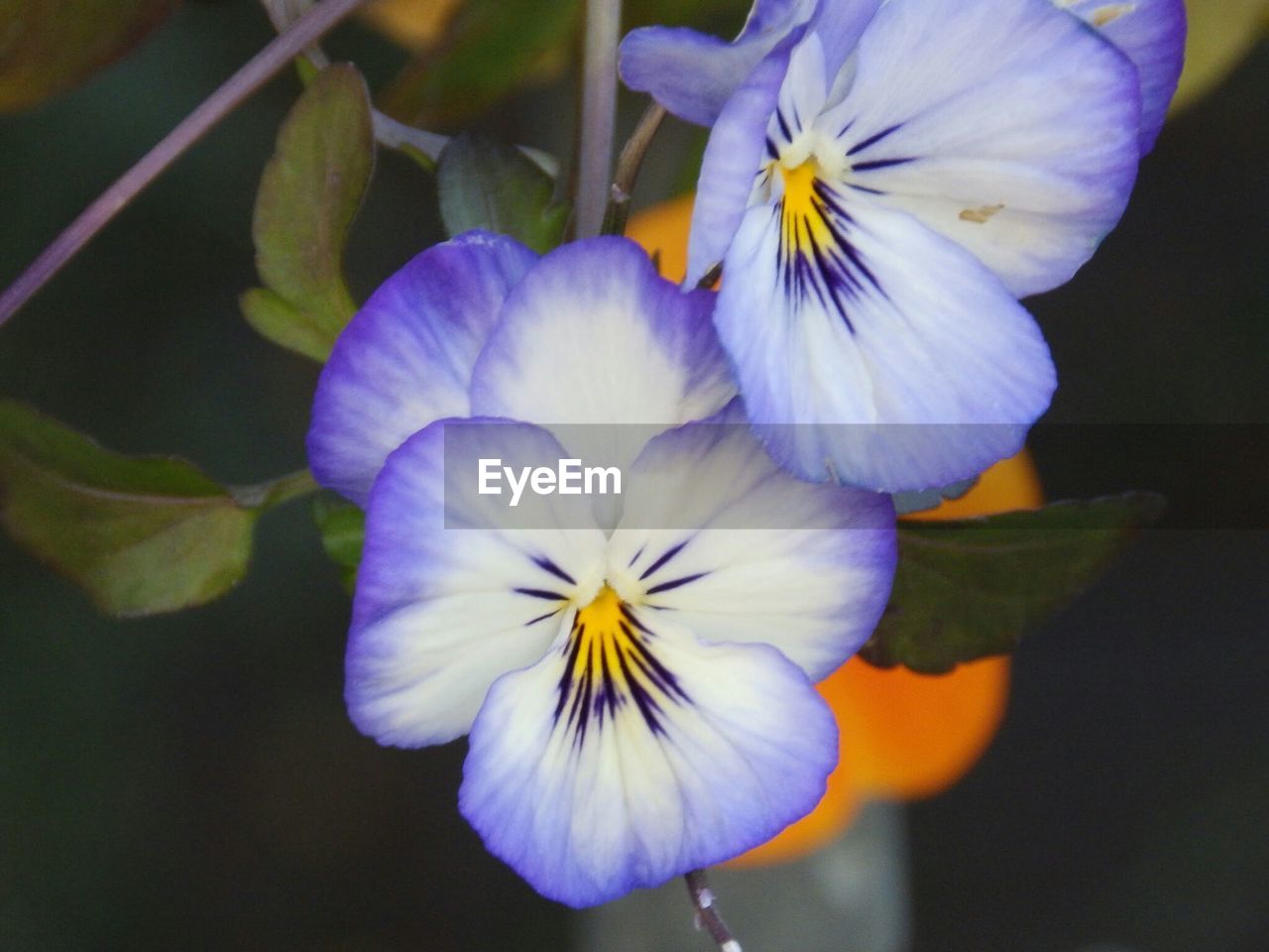 CLOSE-UP OF PURPLE FLOWER BLOOMING OUTDOORS