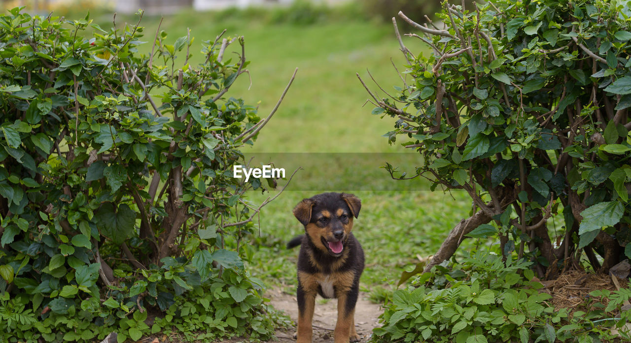 Portrait of a dog in the lawn