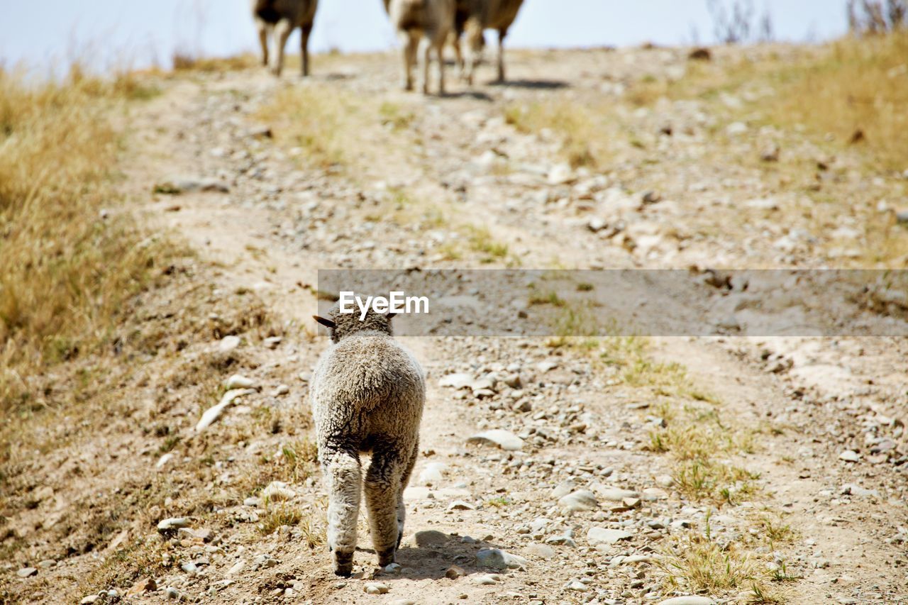 Lamb following the herd