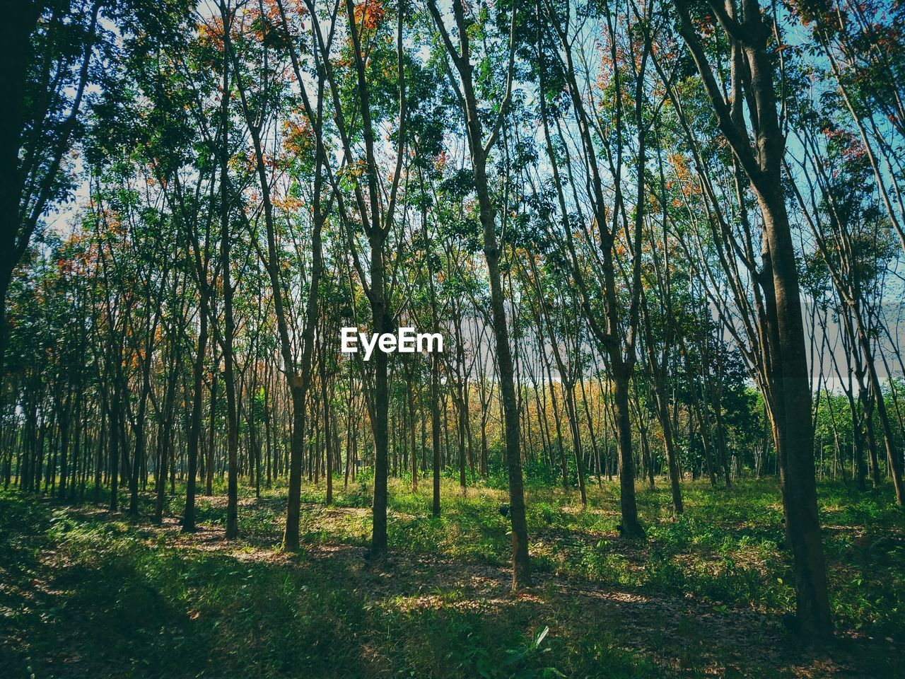 Trees growing in forest