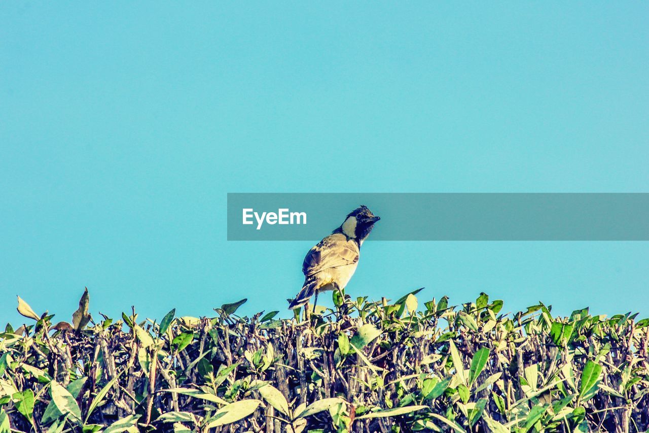 Low angle view of bird perching on plant against clear blue sky