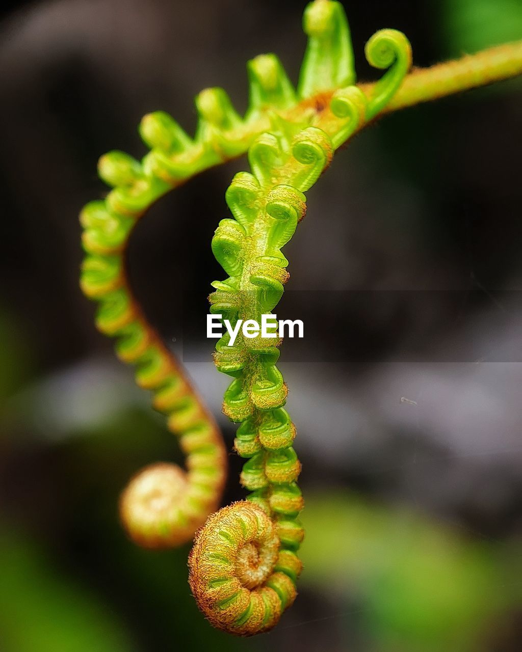 CLOSE-UP OF GREEN PLANT
