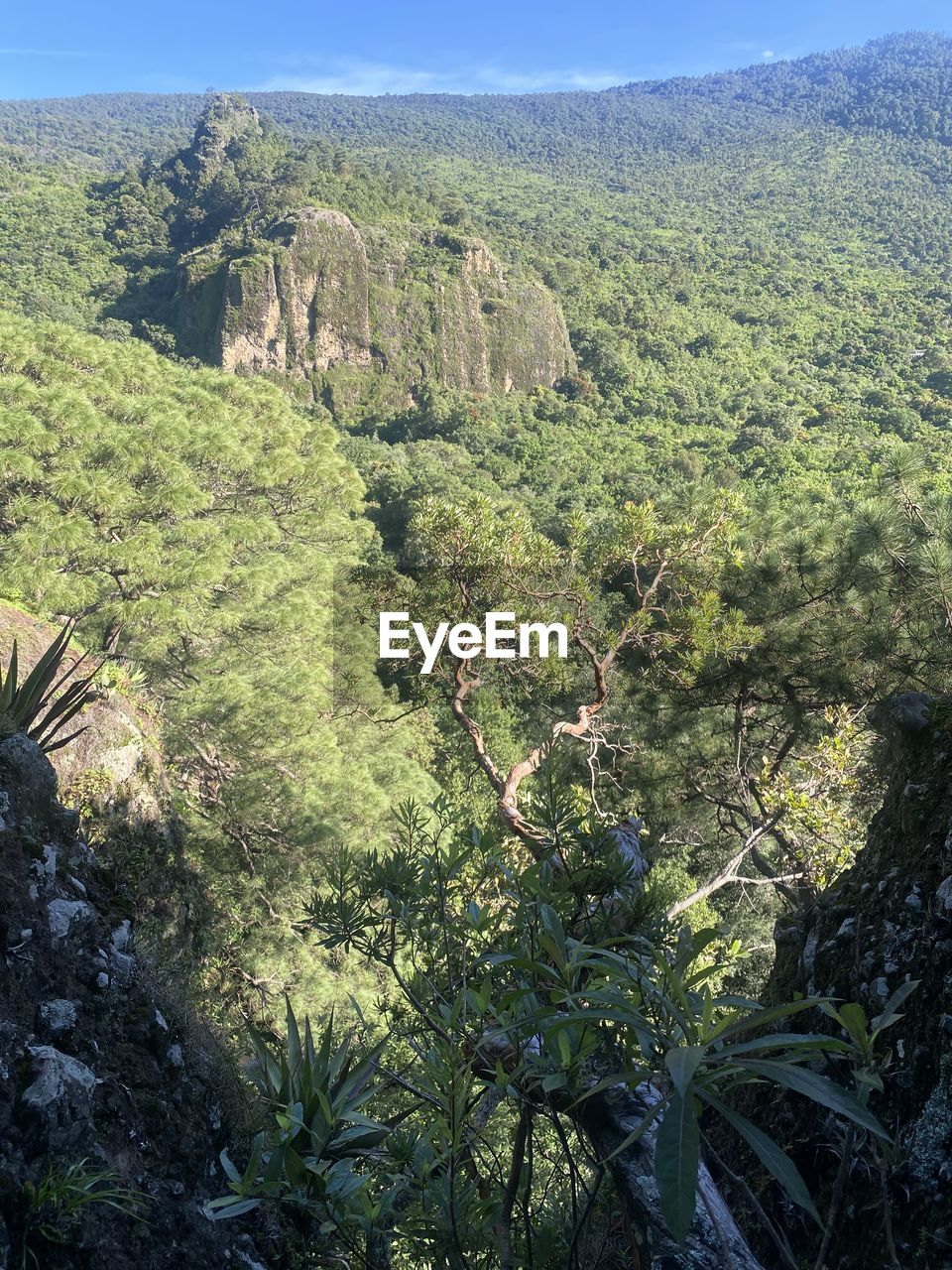 plant, tree, growth, beauty in nature, nature, day, tranquility, green, no people, land, scenics - nature, tranquil scene, outdoors, forest, sunlight, water, vegetation, high angle view, non-urban scene, mountain, idyllic, environment