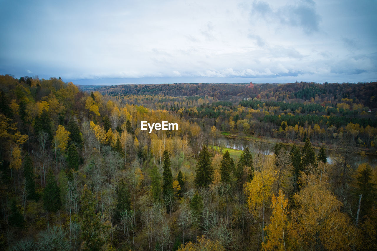 nature, autumn, plant, wilderness, tree, forest, environment, sky, mountain, scenics - nature, landscape, beauty in nature, leaf, land, natural environment, morning, tranquility, cloud, no people, tranquil scene, non-urban scene, growth, outdoors, day, woodland, reflection, pine tree, coniferous tree, pinaceae, pine woodland, meadow, remote, travel, rural area, yellow, travel destinations