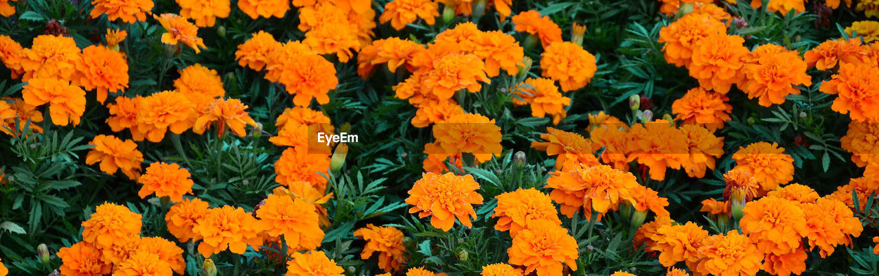 FULL FRAME SHOT OF YELLOW FLOWERS