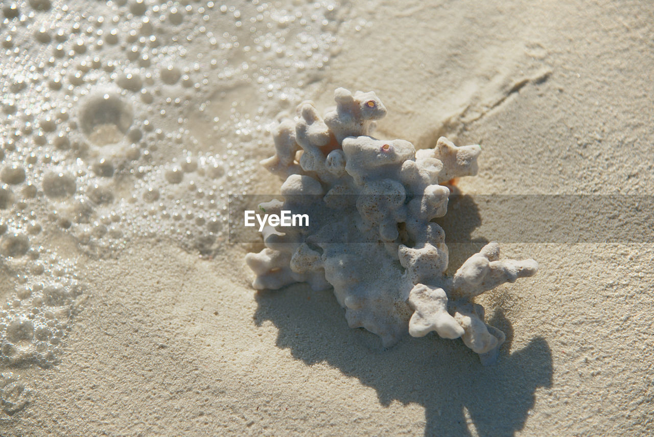 land, beach, sand, sunlight, nature, high angle view, no people, sea, day, shadow, close-up, sunny, outdoors, animal wildlife, still life, beauty in nature, animal, shell, tranquility, animals in the wild, pollution