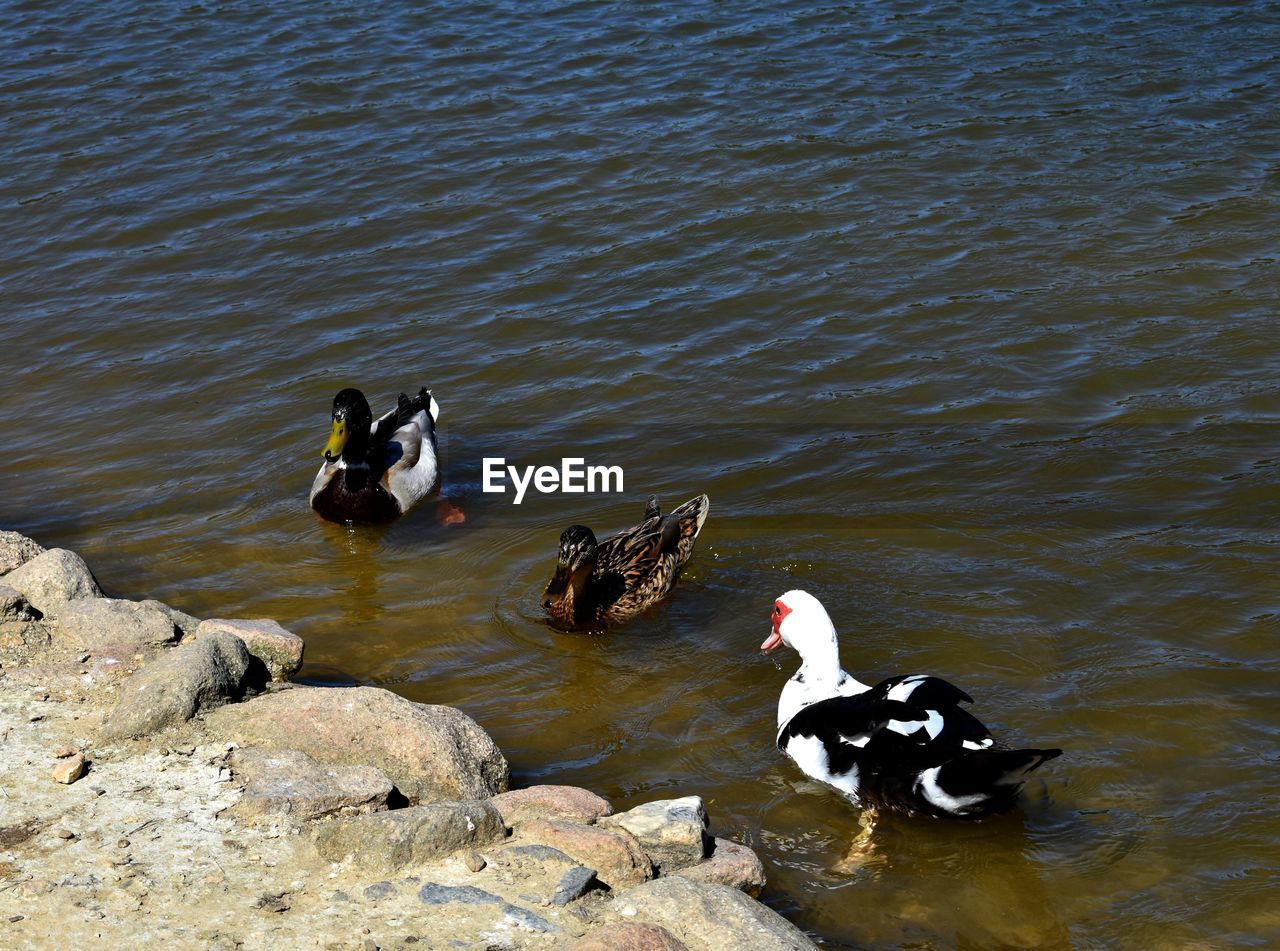 HIGH ANGLE VIEW OF DUCK SWIMMING ON LAKE