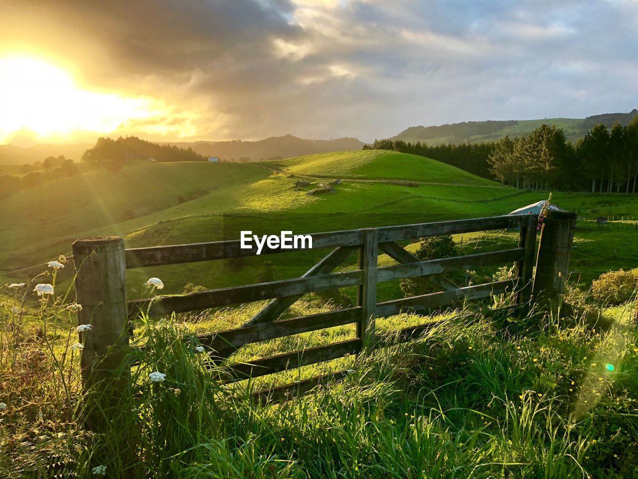 SCENIC VIEW OF GRASSY FIELD AGAINST SKY