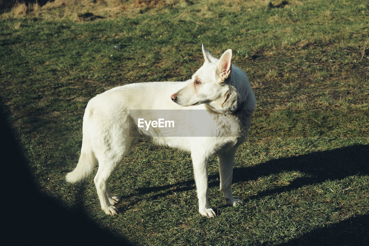 View of dog standing on field