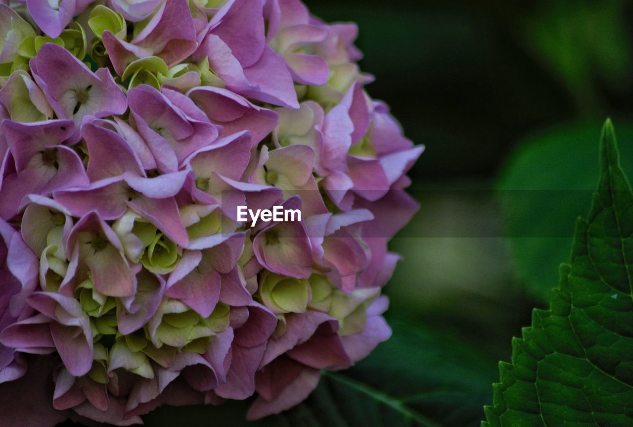 Close-up of purple flowering plant