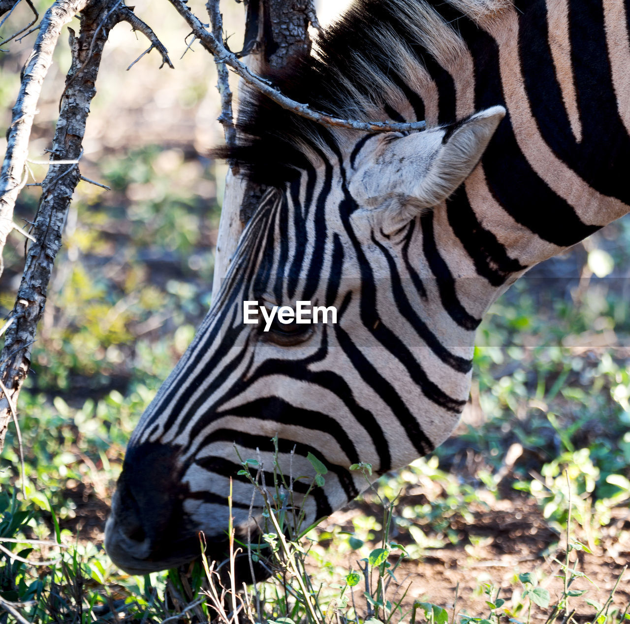 VIEW OF ZEBRA