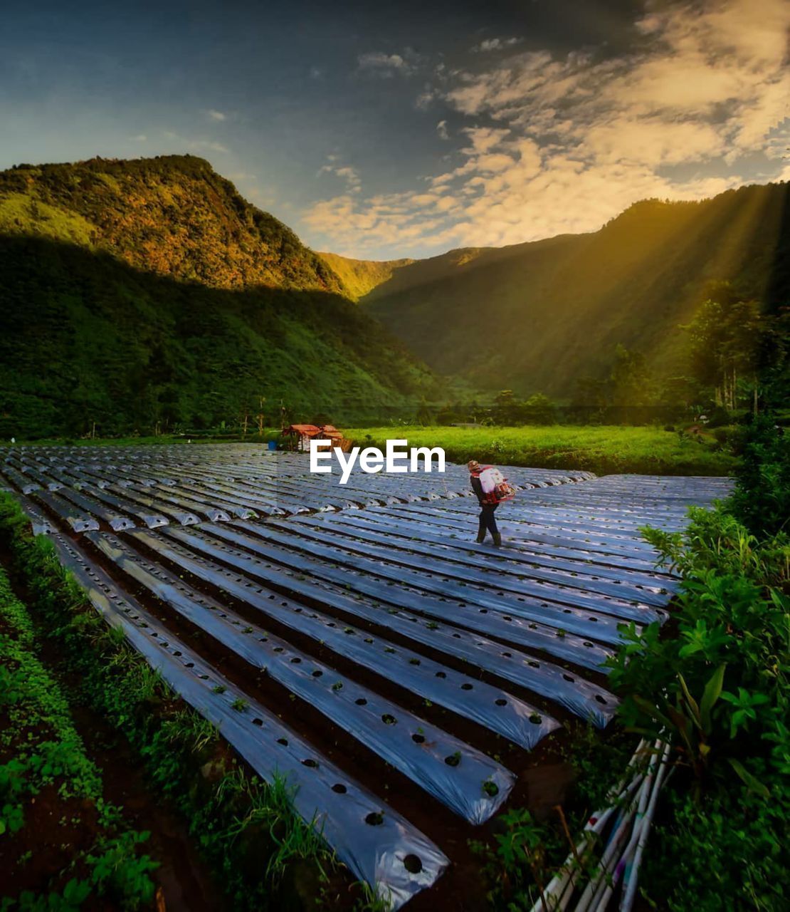 Man walking on agricultural field