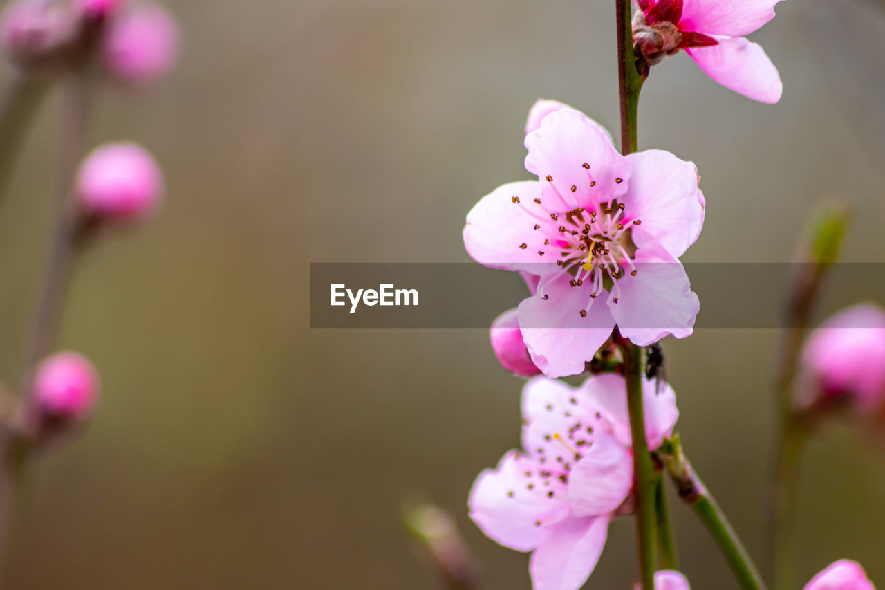 Peach blossom in spring and summer with pink petals and nice fragrance of natural beauty