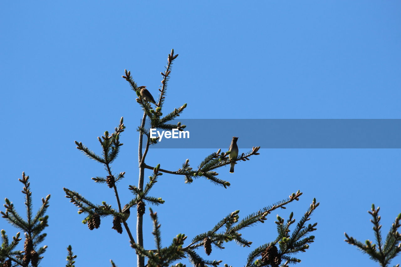 LOW ANGLE VIEW OF TREE AGAINST CLEAR BLUE SKY