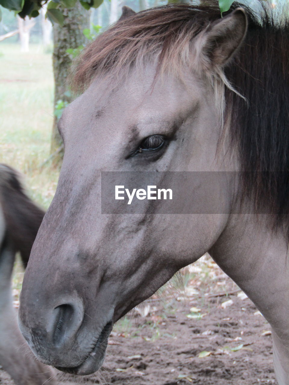 Close-up of horse eye